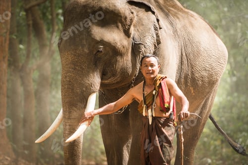 Preview: Elephant at sunrise in Thailand