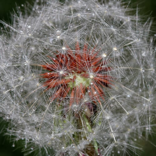 Preview: Dandelion With Water Droplets - Close Up Photograph Of A Dandelion With Water Droplets On It
