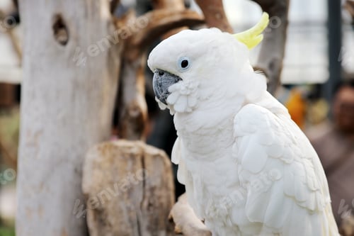 Preview: Cockatoo