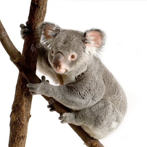 Vorschau: Koala