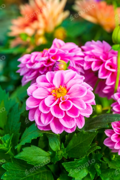 Preview: Dahlia blooms in summer and autumn, forming the genus Dahlia of the Asteraceae family. Yildiz cicegi