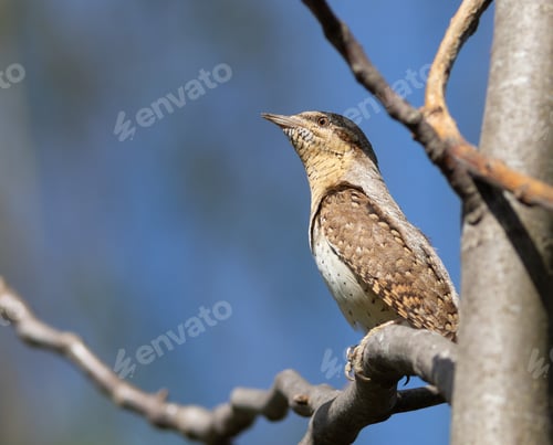 Preview: Eurasian wryneck, Jynx torquilla. A bird sits on a branch against the sky