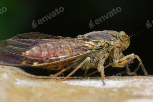 Preview: cicadae