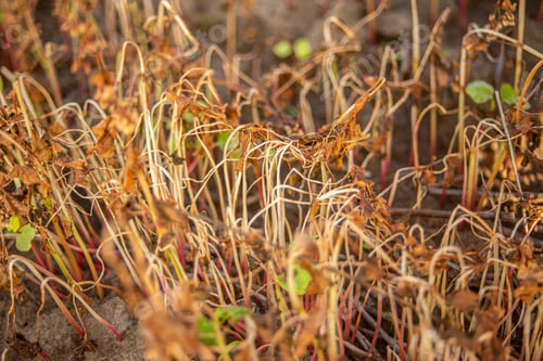 Preview: Buckwheat field with young buckwheat flowers after frost in spring. Dead plants. Brown wilted