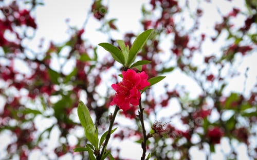 Preview: A cherry flower background