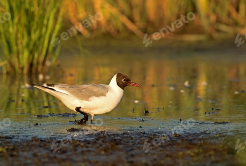 Preview: Black-headed Gull (Larus ridibundus) wading in the mud