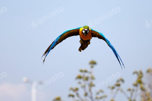 Preview: bird, parrot, Scarlet, Macaw, flying