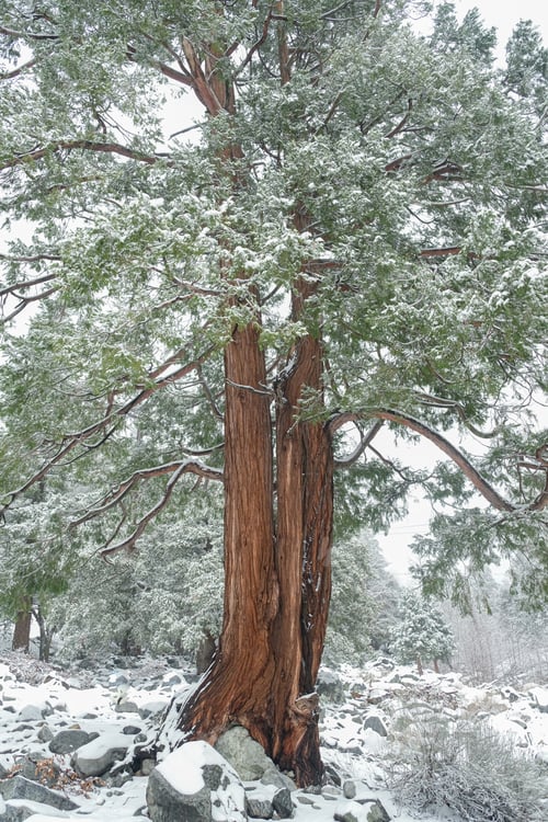 Preview: nature tree forest in winter and snow. cold weather and scenery. vertical