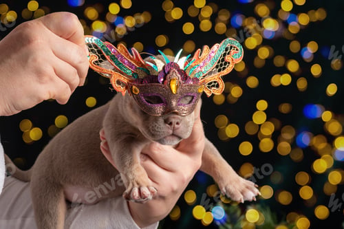 Preview: Little cute puppy in carnival New Year's mask. Carnival for pet. Merry family Christmas and New Year