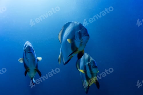 Preview: striped fishes swimming under water in aquarium with blue lighting