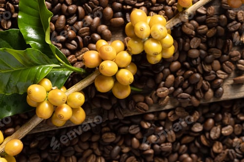 Preview: Yellow catimor coffee beans ripening on tree in North of thailand