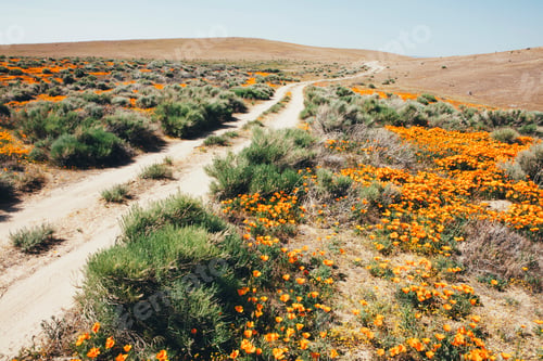 Preview: A naturalised crop, vivid orange flowers, California poppy, Eschscholzia californica