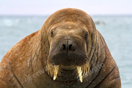 Preview: Closeup of a walrus staring straight into the camera