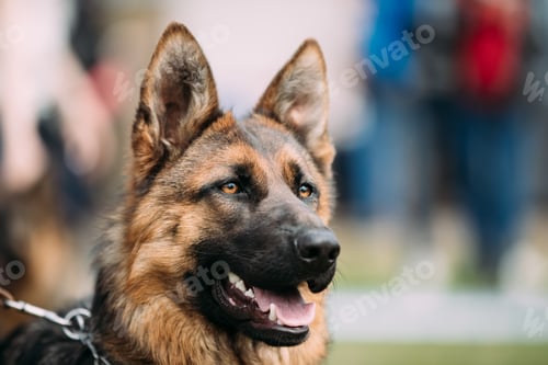 Preview: German Shepherd Dog Close Up. Alsatian Wolf Dog Or German Shephe