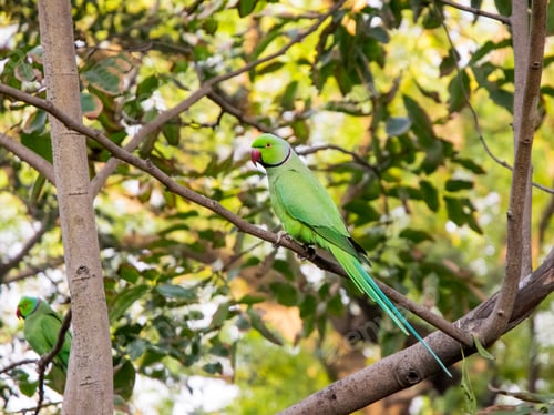 Preview: Parrott