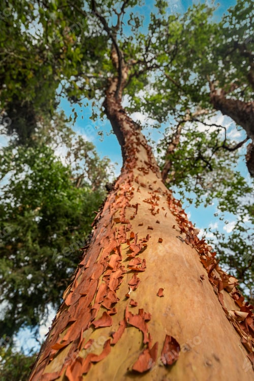 Preview: Looking up a tree trunk with orange red flakey bark peeling off.