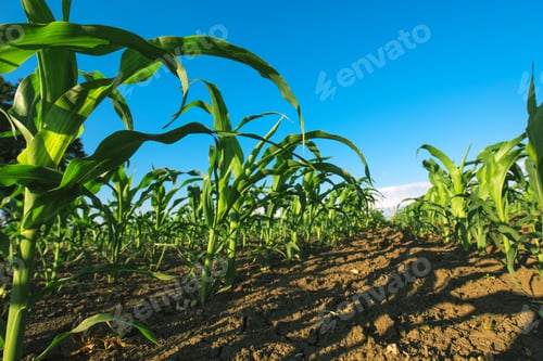 Preview: Agricultural corn crop field