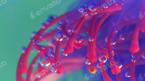 Preview: Flower in water with ink and bubbles. Stock footage. Exotic flower under water with colored ink