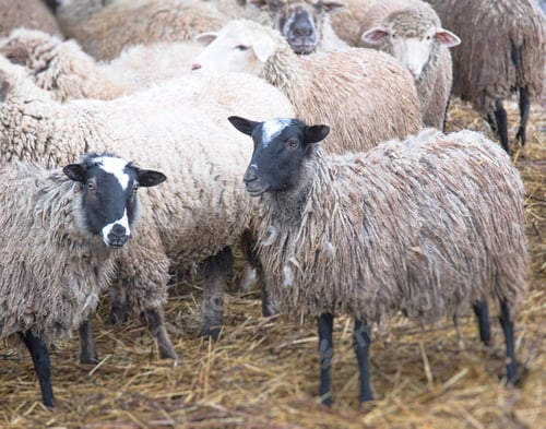 Preview: herd of sheep