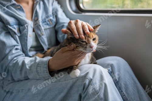 Preview: Domestic cat travelling on a train, nervous and stressed, sits on female owners lap, looks around.