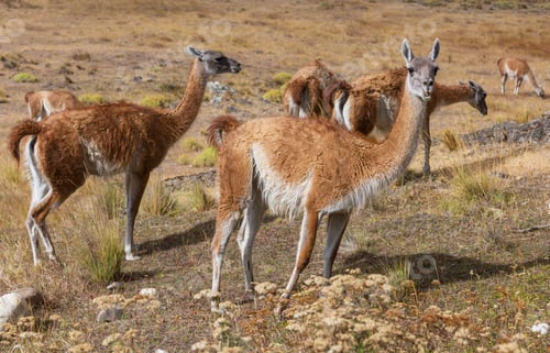 Preview: Guanaco