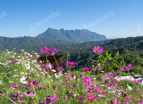 Preview: Forest trees and green mountain hills. Nature landscape background.