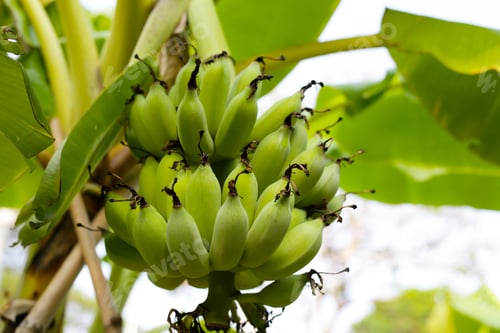 Preview: Bunch of fresh green bananas hanging from a banana tree