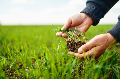 Preview: Young Green wheat seedlings in the hands of a farmer. Agronomist checks and explores sprouts of rye.