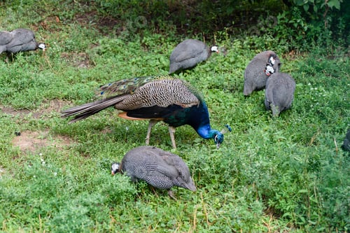 Preview: Male peacock and few pheasants