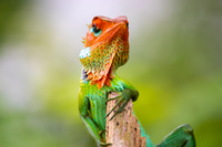 Preview: Green garden lizard showed up for a photoshoot, resting in a wooden pole