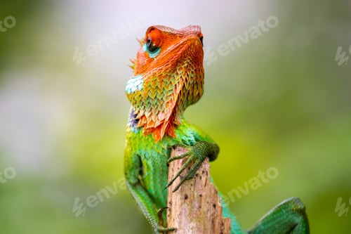 Preview: Green garden lizard showed up for a photoshoot, resting in a wooden pole