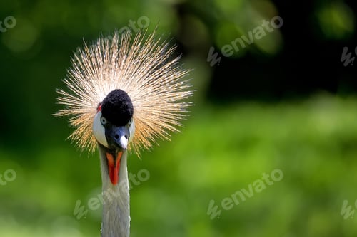 Preview: Grey Crowned Crane - Balearica regulorum, a portrait