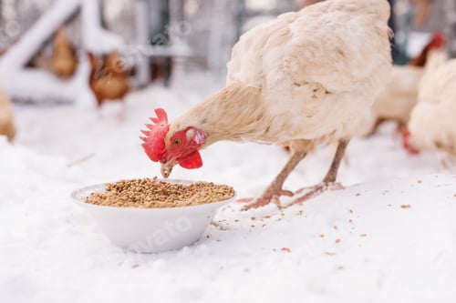 Preview: chicken eats feed and grain at an eco-poultry farm in winter, free-range chicken farm