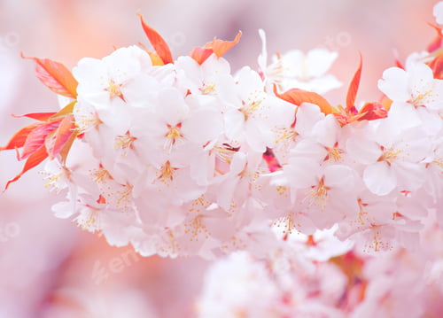 Preview: Sakura close up