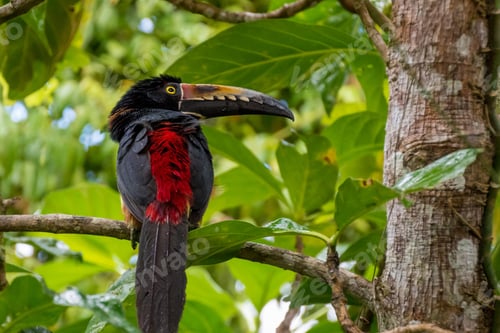 Preview: toucan, bird, colours, tropics