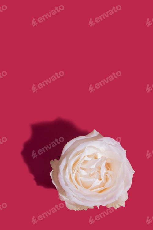 Preview: Rose bud with hard shadow on viva magenta color background with copy space vertical format