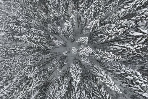 Preview: Aerial foggy landscape with evergreen pine trees covered with fresh fallen snow after heavy snowfall