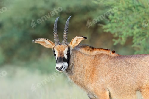 Preview: Roan antelope in natural habitat