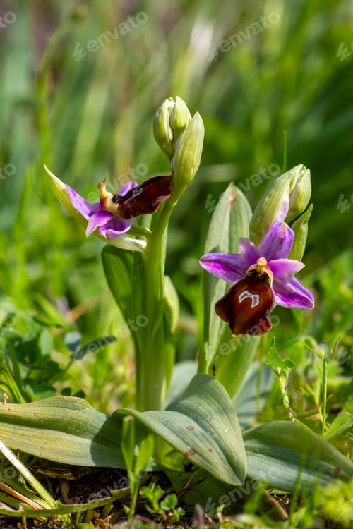 Preview: Ophrys ferrum - equinum, horseshoe bee - orchid