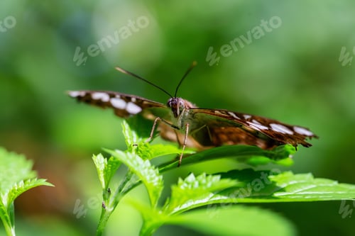 Preview: Macro Picture of a Butterfly
