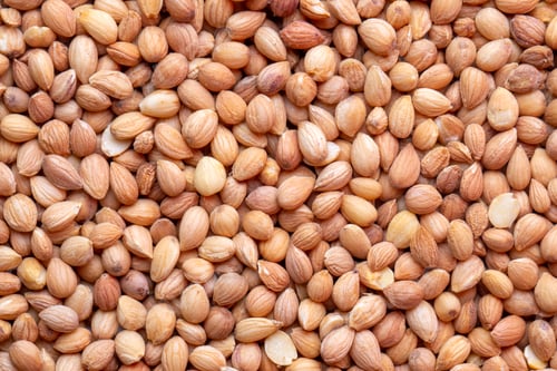 Preview: Mahlep, Mahlab or Mahaleb seeds isolated on white background