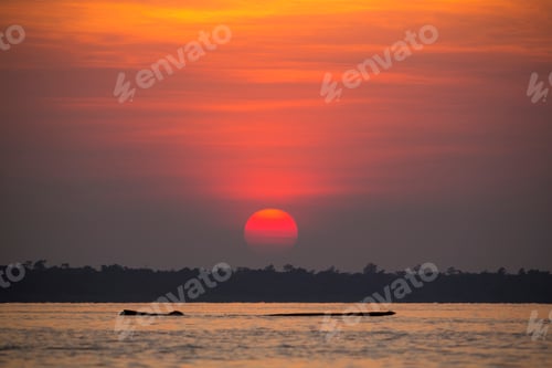 Preview: Panoramic view of the sunset and floating dead tree on the Lake Maracaibo, Venezuela