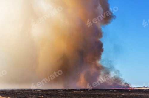 Preview: Wildfire