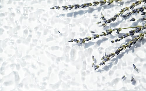 Preview: Dried lavender blossoms, close up with copy space.