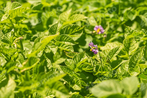 Preview: Green blooming potato plant