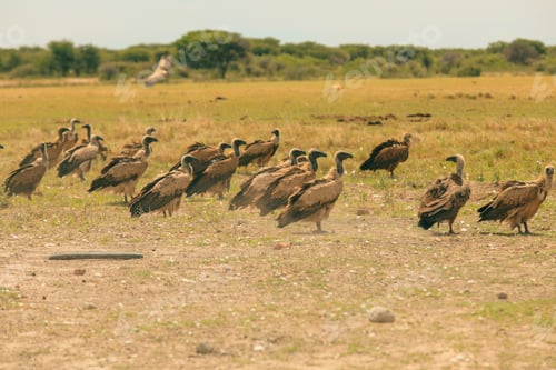 Preview: A group of vultures foraging in the expansive savanna landscape of Botswana