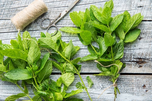 Preview: Branch mint leaves and thread with scissors.