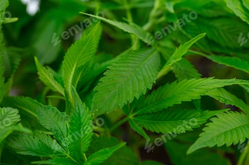 Preview: Closeup shot of a Hemp plant