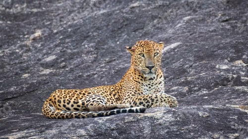 Preview: Leopard lies on a rock and looks directly at the camera with a calm expression at Yala