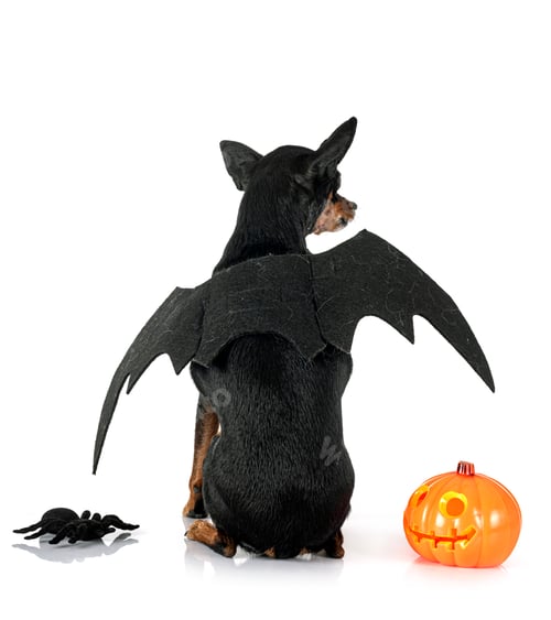 Preview: miniature pinscher in studio